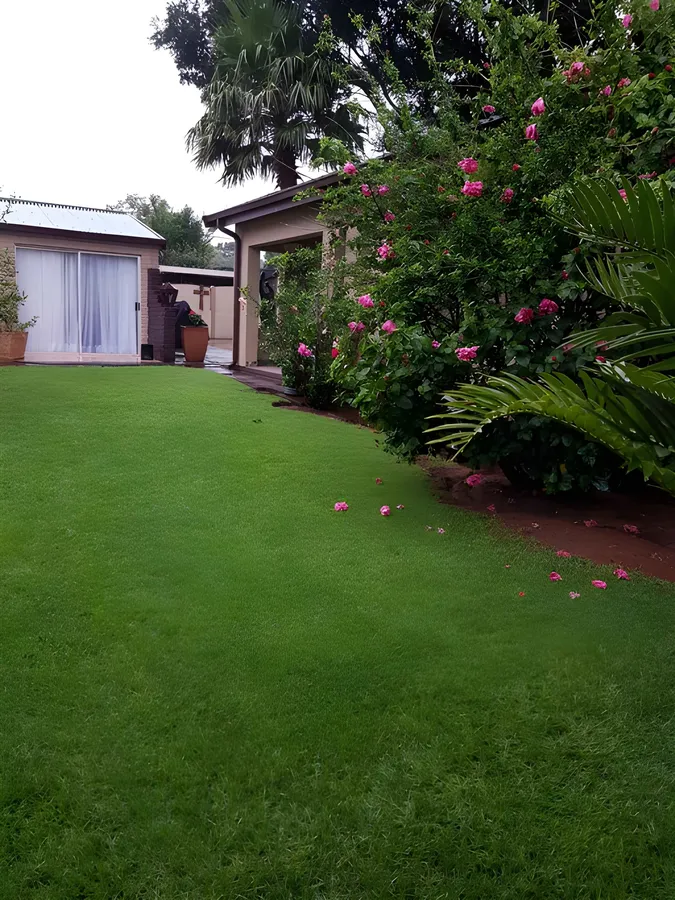 Roses and green shrubs along the garden path